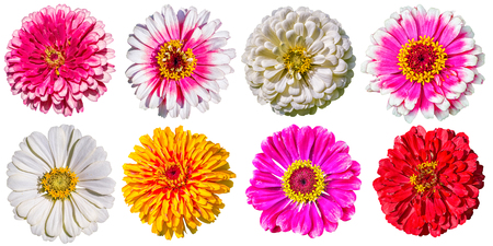 Collection of colorful flowers of zinnia, isolated on white backgroundの写真素材