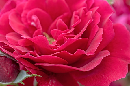 Petals of a beautiful red rose, close-up. Selective focusの写真素材