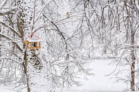Waxwing and bird feeder in the snowy winter park in the snowfallの写真素材