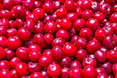 Cherry. Crop of ripe juicy organic berries, close-up. Fruit background and textureの写真素材
