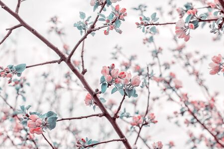 Branches with delicate pink flowers of an apple tree in a blooming garden, toned. Selective focus