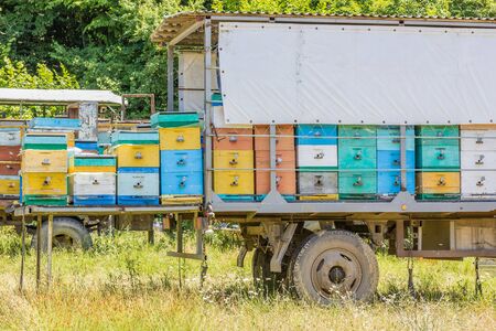 Mobile apiary in a meadow near the forest on a sunny summer day, close-upの写真素材