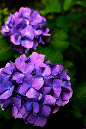 Impressive Purple Yang Flowerの写真素材