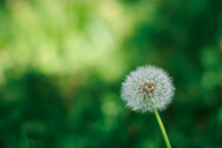 dandelionの写真素材