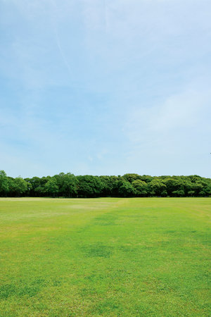 green grass and blue sky in the parkの写真素材