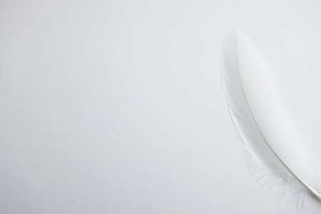White feather on a white background. Copy space for your text.の写真素材