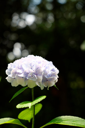 Hydrangea flower in the garden with green leaves and blur backgroundの写真素材