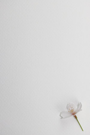 Sakura flower on a white background. Place for text. Flat lay.の写真素材