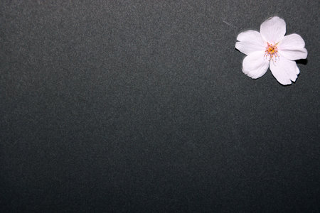 Cherry blossom flower on black background with copy space for textの写真素材