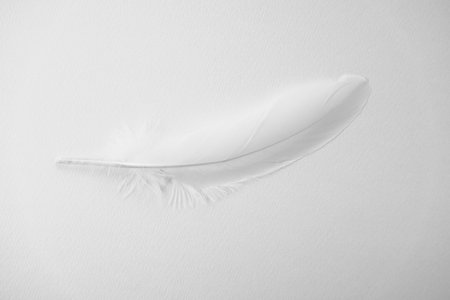 White background_white feathersの写真素材
