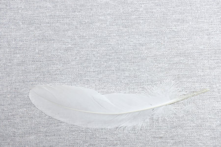 Feather on white fabric background, soft focus, copy space.の写真素材