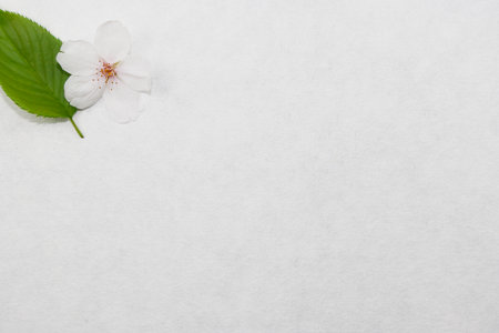 White flowers and green leaves on a white background with space for textの写真素材
