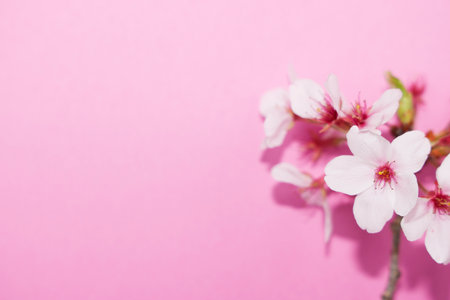 cherry blossom flower on pink background with copy space for textの写真素材