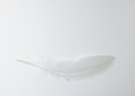 feather on white wall. copy space for textの写真素材