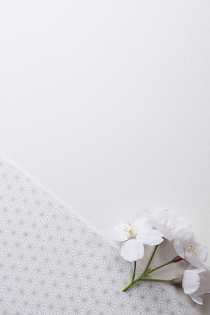 cherry blossom on white paper background with copy space for text