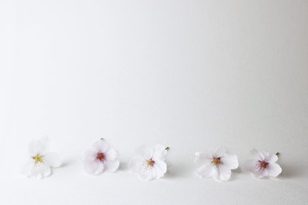cherry blossom on white background with copy space for text.の写真素材
