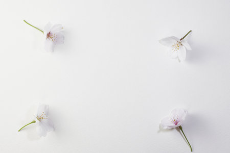 Cherry blossoms on a white background with space for text.の写真素材