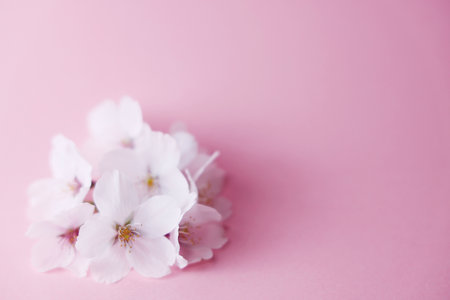 cherry blossom on pink background, copy space for your textの写真素材