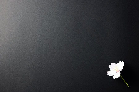 Sakura flower on black background. Flat lay, top view.の写真素材