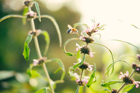 Bee close up view