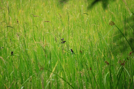 Rice Field in Thailandの写真素材