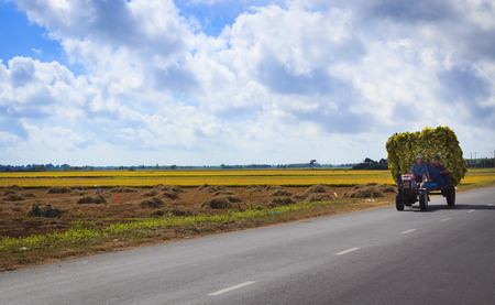 The tractor-driver is harvesting rice go homeのeditorial素材