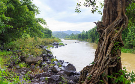 River side forest coverの写真素材