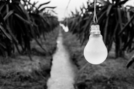 Lamps in the dragon fruit garden. BWの写真素材