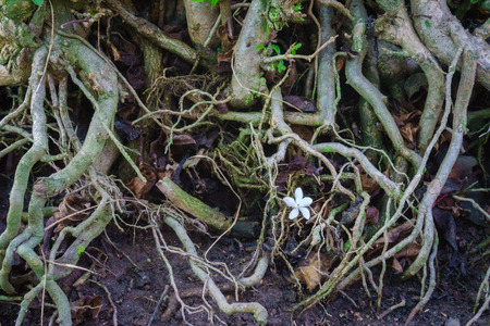 Single flowerの写真素材