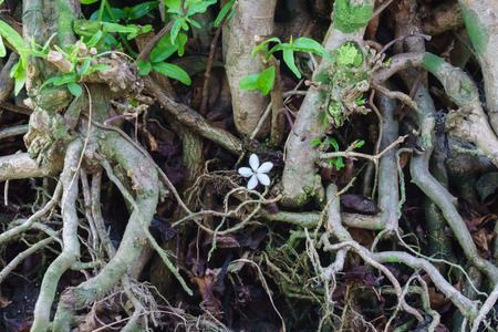 Alone flowerの写真素材