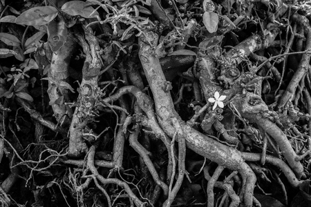 Single white flower. BW