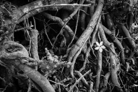 First flower. BWの写真素材