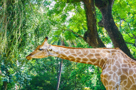 Giraffe eats leafの写真素材