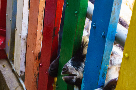 Goats and fenceの写真素材