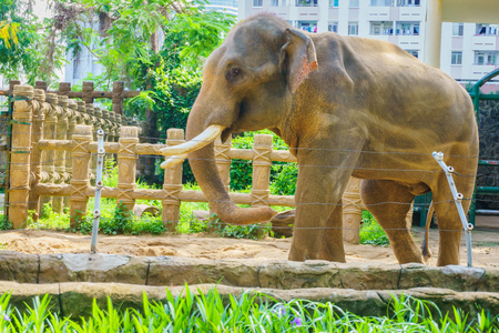 Elephant with large tusksの写真素材