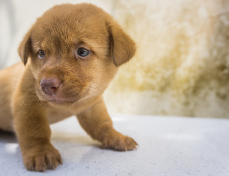 The loving baby dogの写真素材