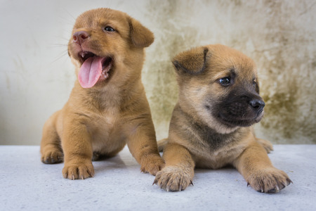 The twin puppies lovingの写真素材