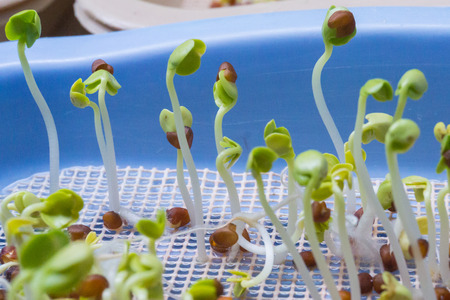 Seeds germinationの写真素材