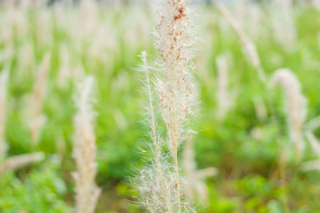 Close up of grass reedsの写真素材