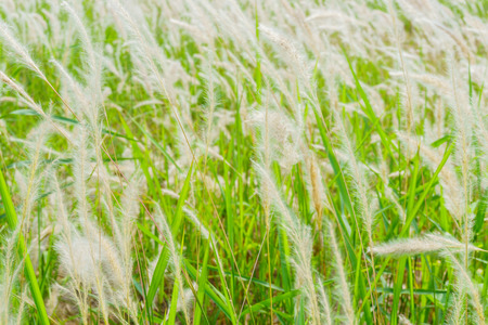 Grass reeds