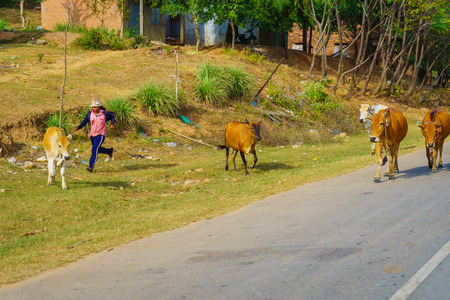 Cows and shepherd on the roadのeditorial素材