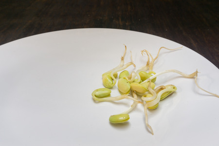 Soybeanの写真素材