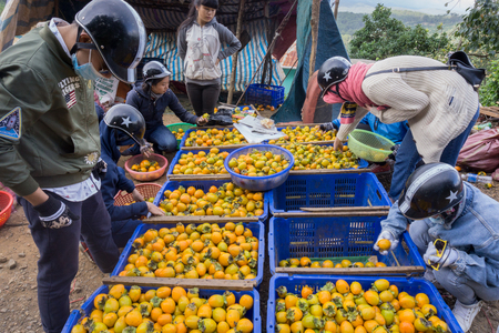 People buy persimmons in marketのeditorial素材