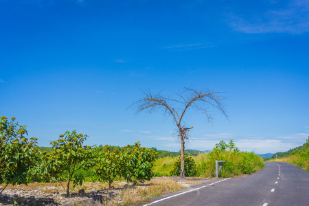 Lonely tree as heart in the roadの写真素材