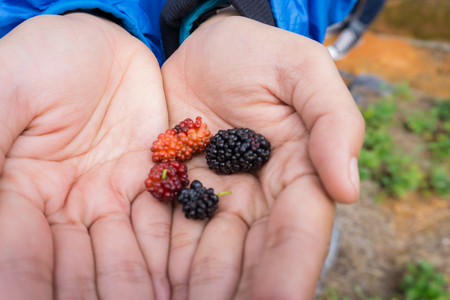 Young woman hands holding fresh mulberries from the gardenの写真素材