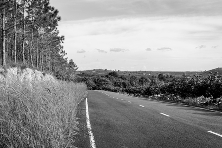 Road on the edge of the forest. Black and whiteの写真素材