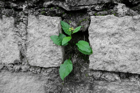The plant growing in a stone wall. Growth conceptの写真素材