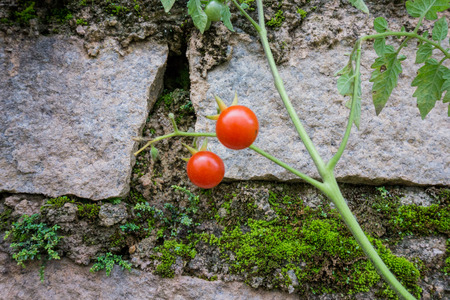 Two cherry tomatoes in stone wallの写真素材
