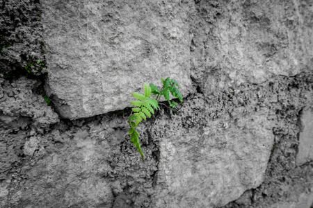 The leaf growing in a stone wallの写真素材