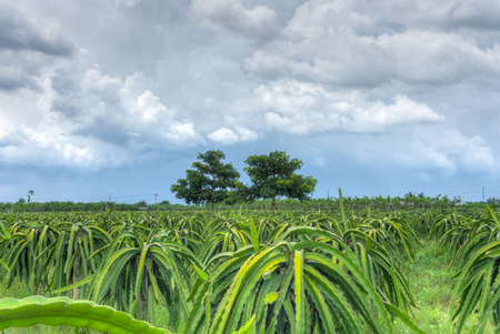 Two trees between dragon fruit gardenの写真素材